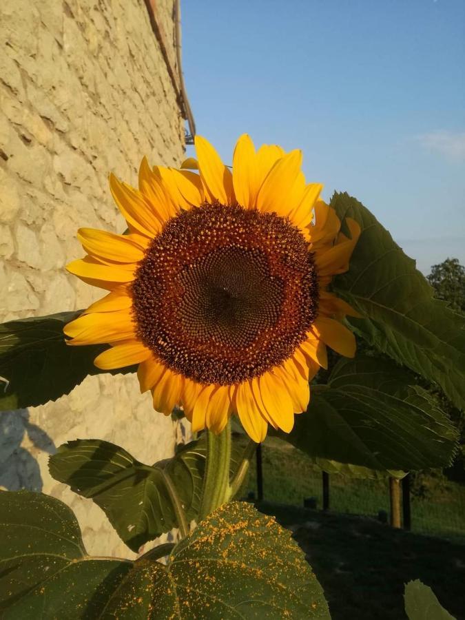 Bebbio Casale Monte Valestra Bed & Breakfast エクステリア 写真