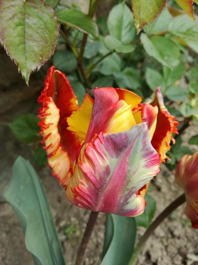 Bebbio Casale Monte Valestra Bed & Breakfast エクステリア 写真